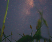 Tu-B'Shevat